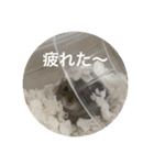 カイチャンstamp（個別スタンプ：2）