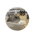 カイチャンstamp（個別スタンプ：4）