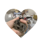 カイチャンstamp（個別スタンプ：5）