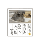 カイチャンstamp（個別スタンプ：7）