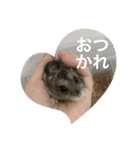 カイチャンstamp（個別スタンプ：15）