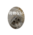 カイチャンstamp（個別スタンプ：18）