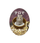 カイチャンstamp（個別スタンプ：24）