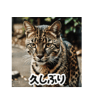 お友達とのやりとりを猫たちとともに。（個別スタンプ：2）