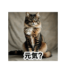 お友達とのやりとりを猫たちとともに。（個別スタンプ：3）