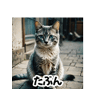 お友達とのやりとりを猫たちとともに。（個別スタンプ：12）