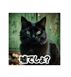 お友達とのやりとりを猫たちとともに。（個別スタンプ：16）