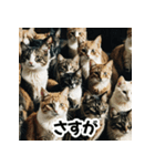 お友達とのやりとりを猫たちとともに。（個別スタンプ：18）