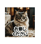 お友達とのやりとりを猫たちとともに。（個別スタンプ：19）
