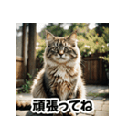 お友達とのやりとりを猫たちとともに。（個別スタンプ：20）