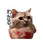 猫ミーム【いちごアイス猫】（個別スタンプ：31）