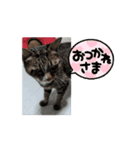 うごくコテツねこのスタンプ（個別スタンプ：9）