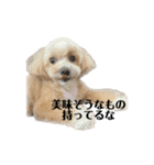 犬の90%強気スタンプ（個別スタンプ：1）