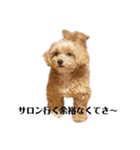 犬の90%強気スタンプ（個別スタンプ：3）
