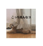 犬の90%強気スタンプ（個別スタンプ：4）