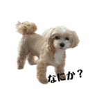 犬の90%強気スタンプ（個別スタンプ：5）