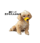 犬の90%強気スタンプ（個別スタンプ：6）