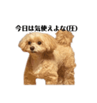 犬の90%強気スタンプ（個別スタンプ：7）