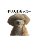 犬の90%強気スタンプ（個別スタンプ：8）