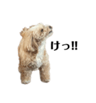 犬の90%強気スタンプ（個別スタンプ：9）