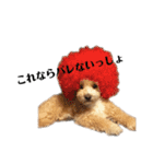 犬の90%強気スタンプ（個別スタンプ：10）