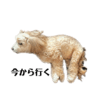 犬の90%強気スタンプ（個別スタンプ：11）