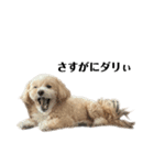 犬の90%強気スタンプ（個別スタンプ：12）
