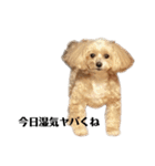 犬の90%強気スタンプ（個別スタンプ：13）