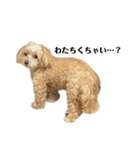 犬の90%強気スタンプ（個別スタンプ：14）
