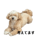 犬の90%強気スタンプ（個別スタンプ：15）