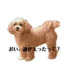 犬の90%強気スタンプ（個別スタンプ：16）