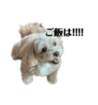 犬の90%強気スタンプ（個別スタンプ：17）