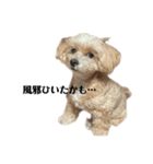 犬の90%強気スタンプ（個別スタンプ：18）