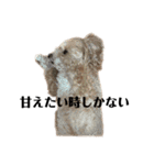 犬の90%強気スタンプ（個別スタンプ：19）