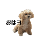 犬の90%強気スタンプ（個別スタンプ：20）