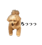 犬の90%強気スタンプ（個別スタンプ：21）