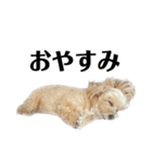 犬の90%強気スタンプ（個別スタンプ：22）