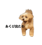 犬の90%強気スタンプ（個別スタンプ：23）