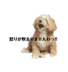 犬の90%強気スタンプ（個別スタンプ：24）
