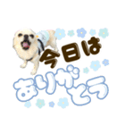 チワワのいくら【でか文字】（個別スタンプ：12）