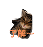 とろろともずく〜2024Summer〜（個別スタンプ：1）