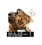 とろろともずく〜2024Summer〜（個別スタンプ：36）