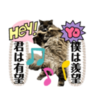 黒猫 ルナ院長156にゃんめ（個別スタンプ：3）