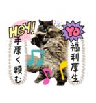 黒猫 ルナ院長156にゃんめ（個別スタンプ：7）