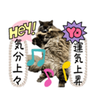 黒猫 ルナ院長156にゃんめ（個別スタンプ：8）