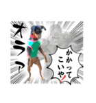 蘭丸先輩 11（個別スタンプ：14）
