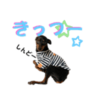 蘭丸先輩 11（個別スタンプ：16）