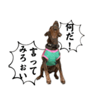 蘭丸先輩 11（個別スタンプ：21）
