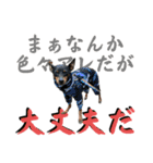 蘭丸先輩 11（個別スタンプ：24）