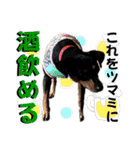 蘭丸先輩 11（個別スタンプ：26）